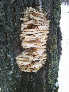 Photo0017